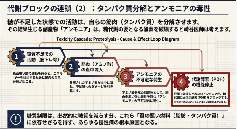 タンパク質分解とアンモニアの毒性